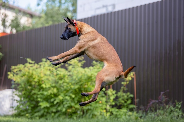 Belgian shepherd (malinois) puppy playing on the backyard.
kennel. dog litter. puppy on the green gr