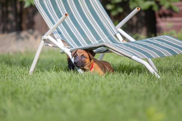 Belgian Shepherd (Malinois) puppy playing on the backyard. Kennel. Dog litter. Puppy on the green gr