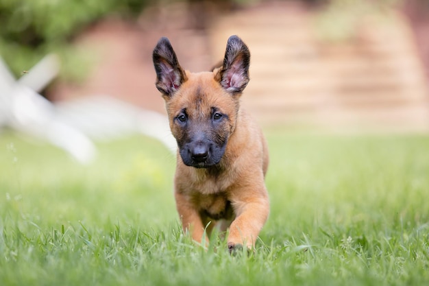 Belgian Shepherd (Malinois) puppy playing on the backyard. Kennel. Dog litter. Puppy on the green gr