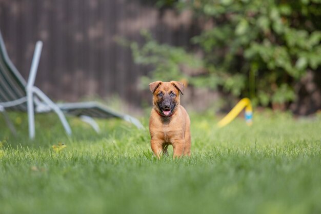 Belgian shepherd (malinois) puppy playing on the backyard.\
kennel. dog litter. puppy on the green gr