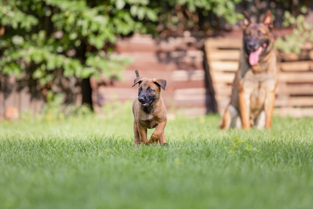 Belgian shepherd (malinois) puppy playing on the backyard.\
kennel. dog litter. puppy on the green gr