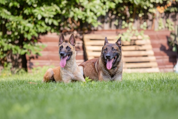 裏庭で遊んでいるベルジアン シェパード (マリノア) の子犬。ケンネル。犬のトイレ。緑の子犬