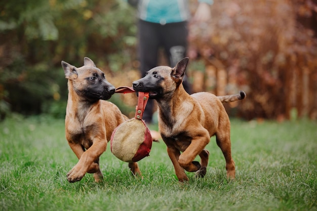 裏庭で遊んでいるベルジアン シェパード (マリノア) の子犬。ケンネル。犬のトイレ。緑の子犬