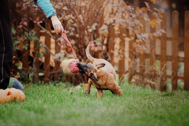 Foto cucciolo di pastore belga (malinois) che gioca sul cortile. canile. lettiera per cani. cucciolo sul verde gr