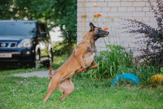 Belgian shepherd (malinois) puppy playing on the backyard.
kennel. dog litter. puppy on the green gr