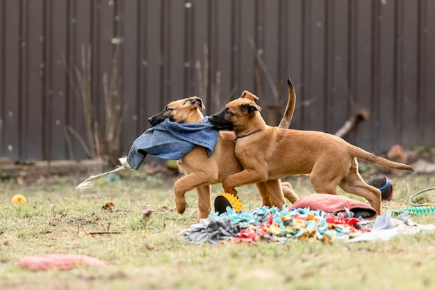 Foto belgian shepherd malinois puppy's hondenslit werkende hondenkennel leuke kleine puppies die buiten spelen