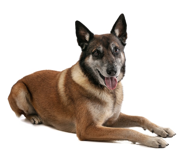 Belgian shepherd malinois with tongue out