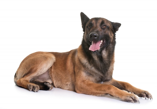 belgian shepherd malinois