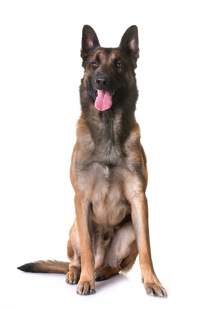 belgian shepherd malinois