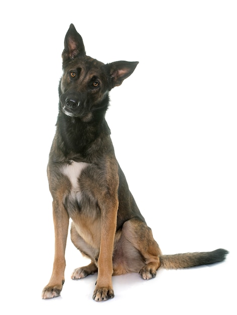 벨기에 양치기 malinois