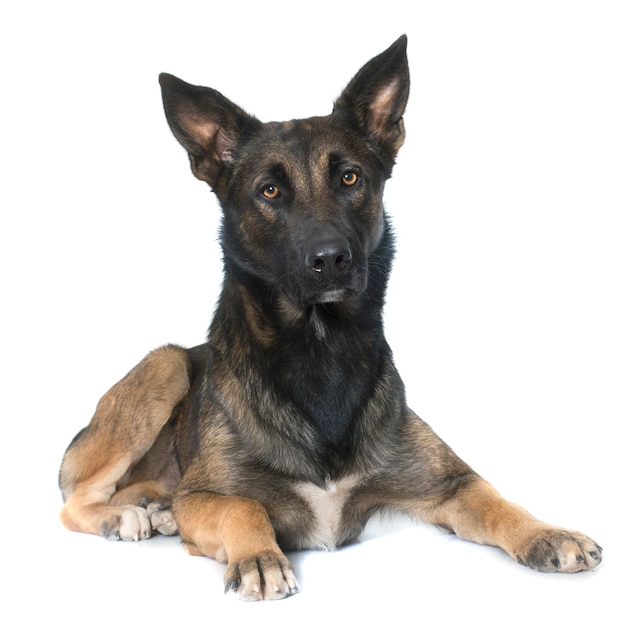 Photo belgian shepherd malinois