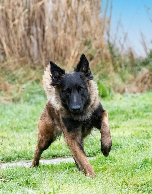 Belgian shepherd in nature