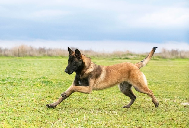 Belgian shepherd in nature