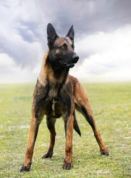 Belgian shepherd in nature