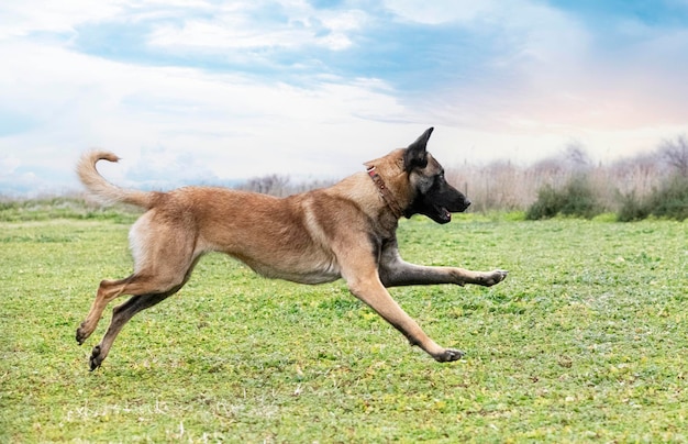 Belgian shepherd in nature