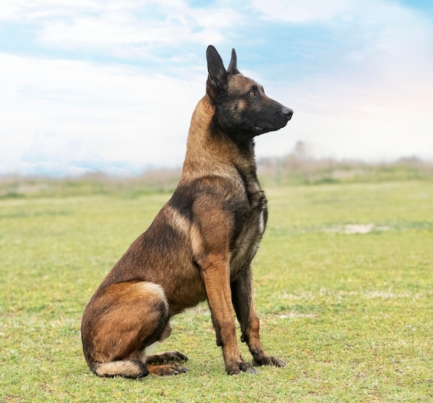 Belgian shepherd in nature