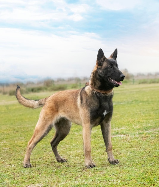 Belgian shepherd in nature