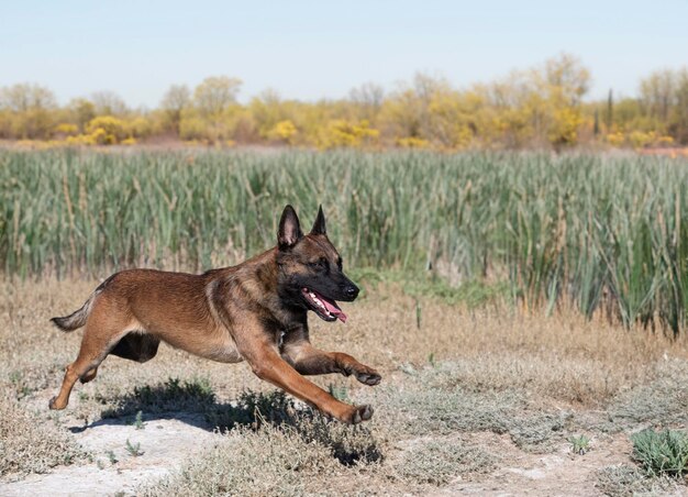 belgian shepherd in nature