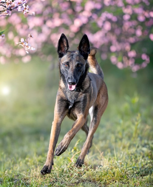 belgian shepherd in nature