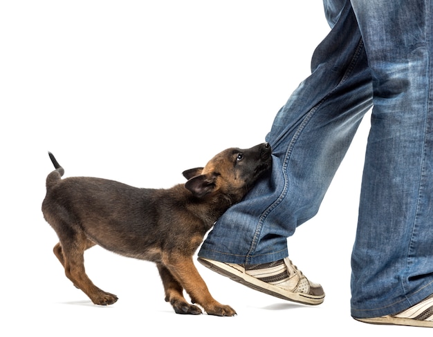 Belgian shepherd puppy biting leg against white background