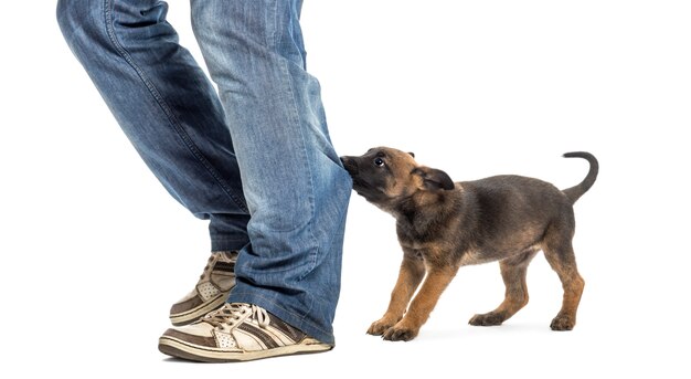 ベルギーの羊飼いの子犬を噛んで、白い背景に、足を引っ張る