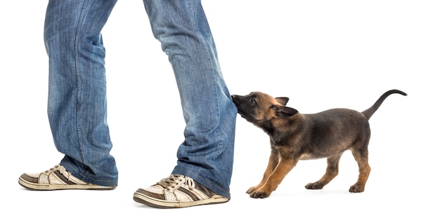 ベルギーの羊飼いの子犬を噛んで、白い背景に、足を引っ張る