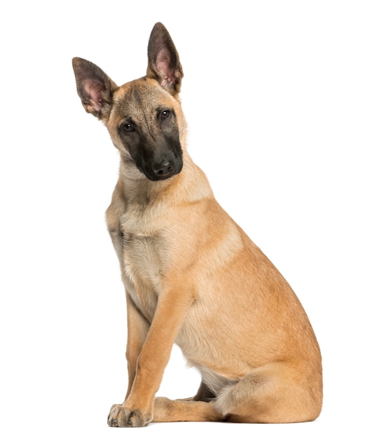 Belgian Shepherd sitting and facing