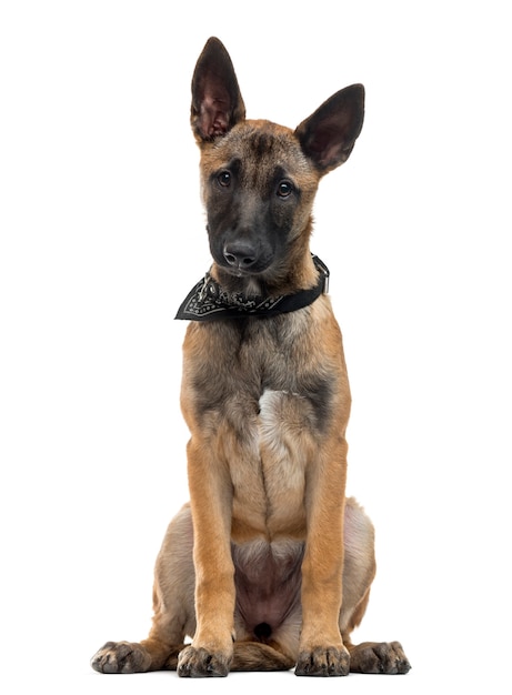 Belgian Shepherd sitting in front of a white wall