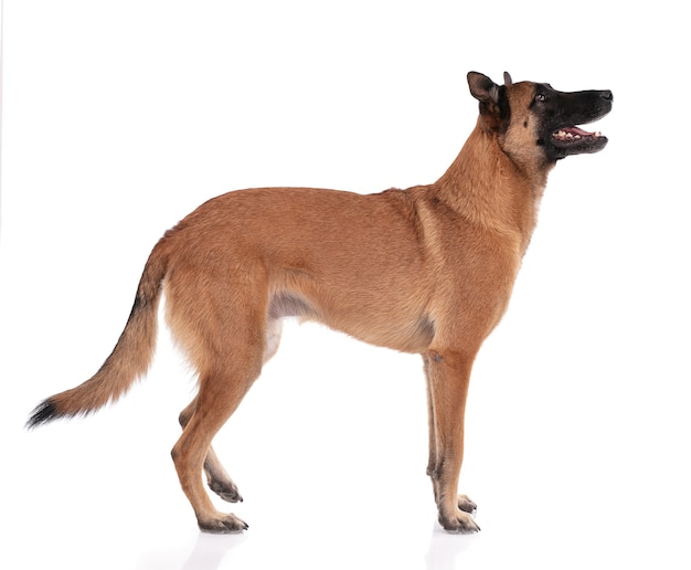 Belgian shepherd standing