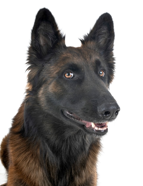 belgian shepherd tervuren