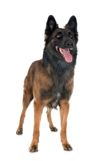 belgian shepherd tervuren