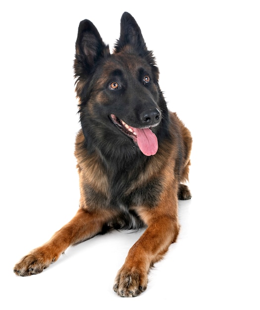 belgian shepherd tervuren