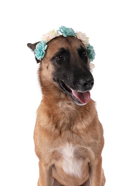 Belgian shepherd with blue flowers 