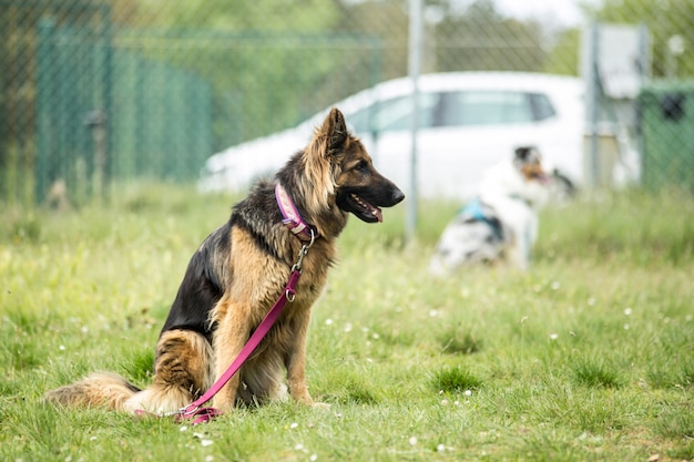 Belgian shepherd