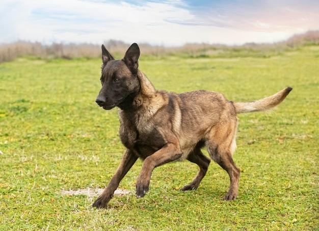 Belgische herder in de natuur