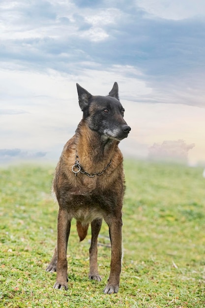 Belgische herder in de natuur