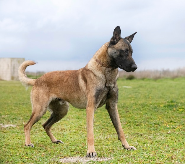 Belgische herder in de natuur