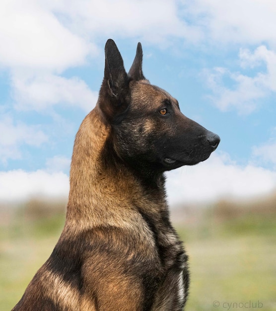 Belgische herder in de natuur