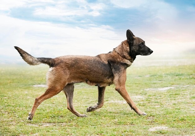 Belgische herder in de natuur