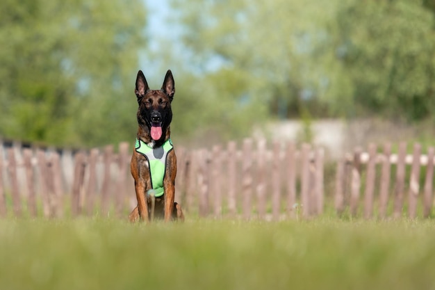 Belgische herder Malinois hond zit op het groene gras hond die het harnas draagt