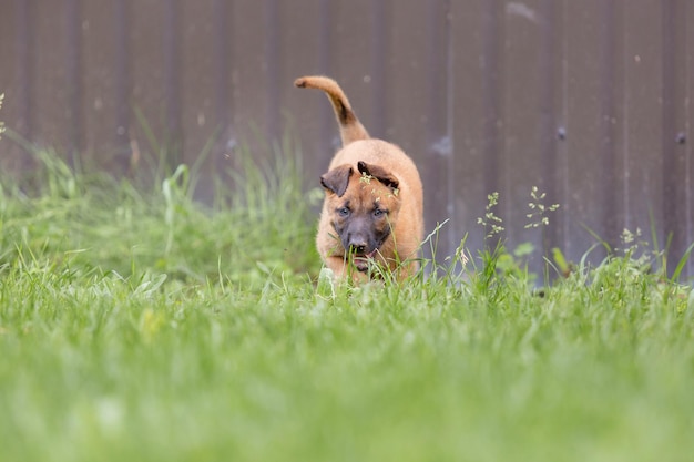 Belgische herder (Mechelaar) puppy spelen op de achtertuin. Kennel. Hondenbakvulling. Puppy op de groene gr