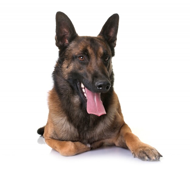 belgische herder Mechelaar