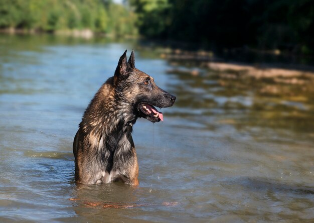 Belgische herder op wit in rivier