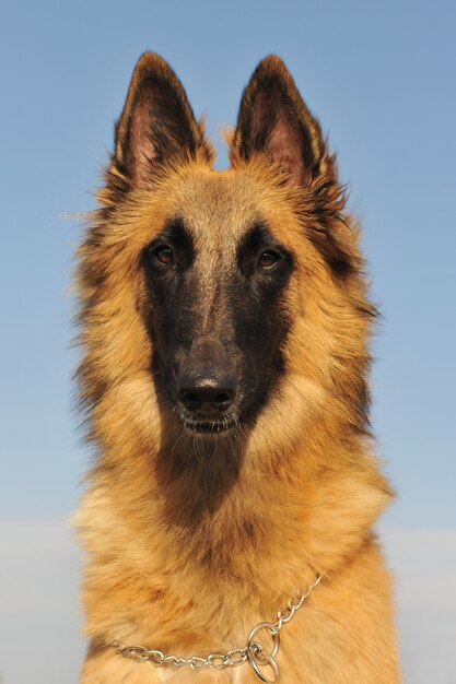 Belgische herder tervueren