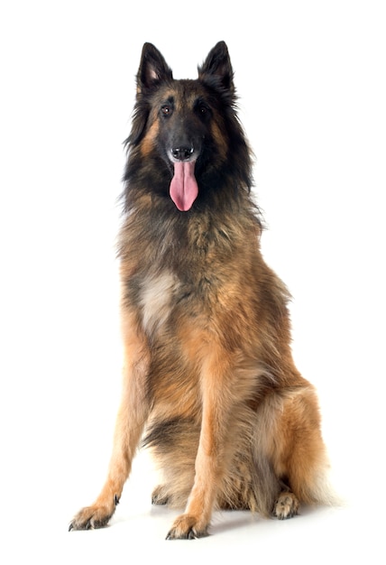 belgische herder tervueren