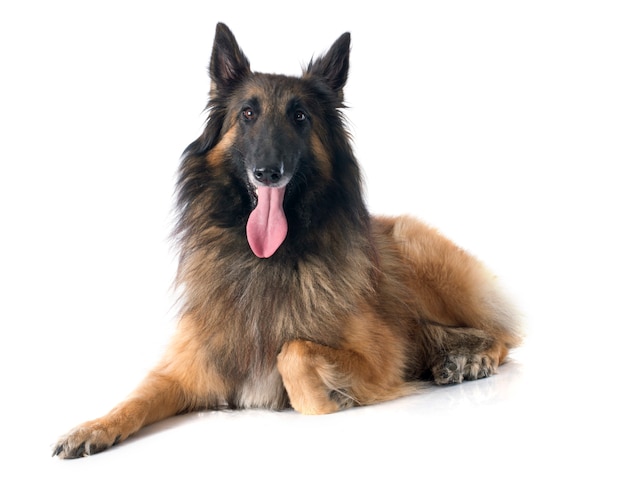 belgische herder tervueren