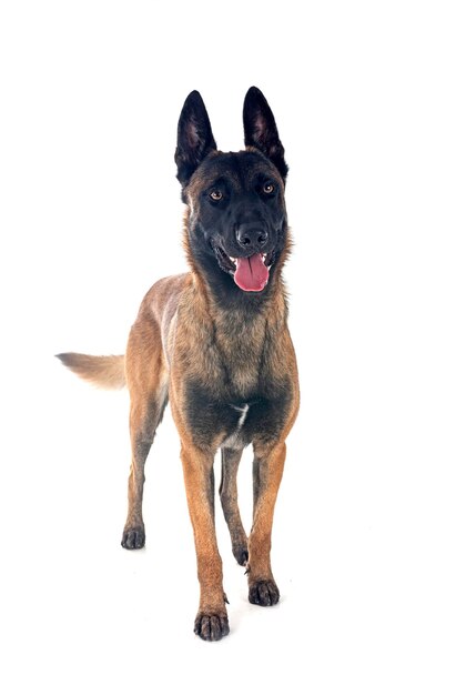 belgische herder voor witte achtergrond