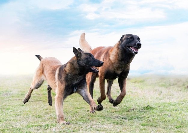 Belgische herders in de natuur