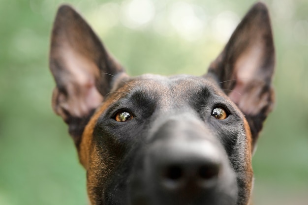 Belgische herdershond Mechelaar hond