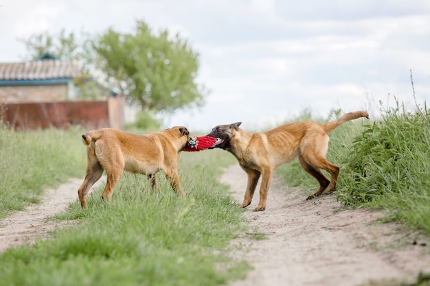 Belgische herdershond Mechelaar hond